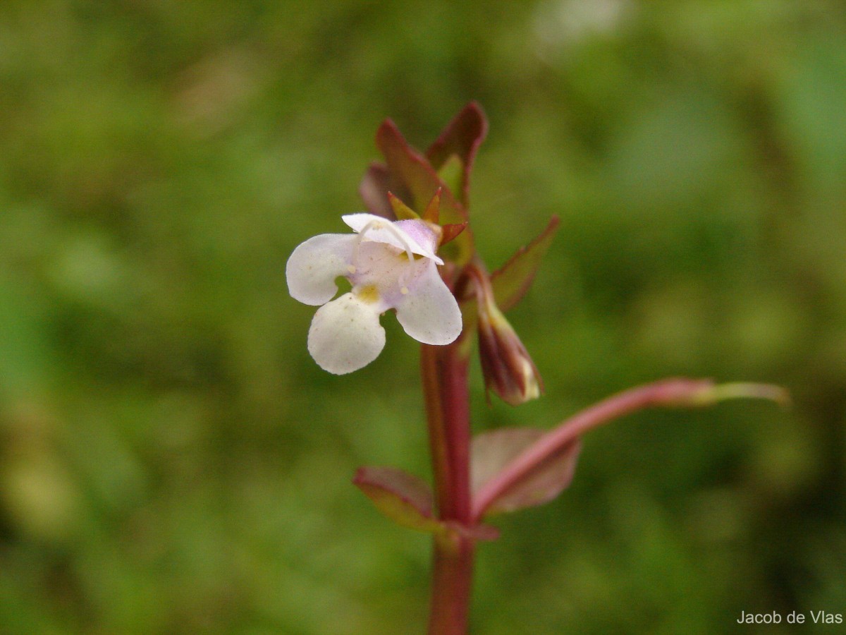 Torenia anagallis (Burm.f.) Wannan, W.R.Barker & Y.S.Liang